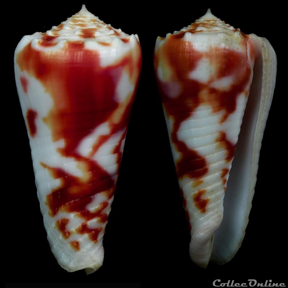 Phasmoconus (Fulgiconus) merleti (Mayissian, 1974) coquillage fossile gastropodum phasmoconus fulgiconus merleti mayissian 1974
