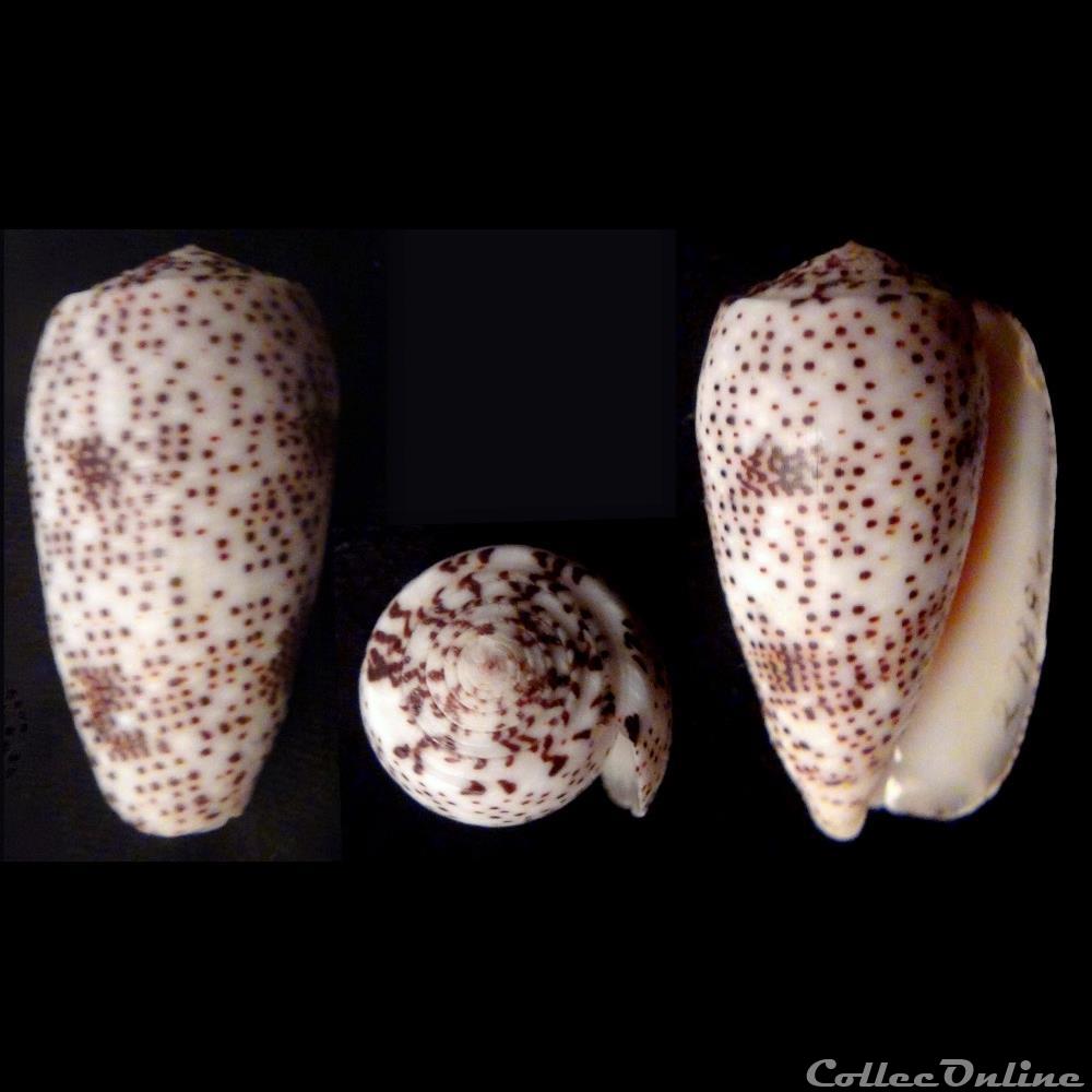 Pionoconus stercusmuscarum (Linnaeus, 1758) coquillage fossile gastropodum pionoconus stercusmuscarum linnaeus 1758