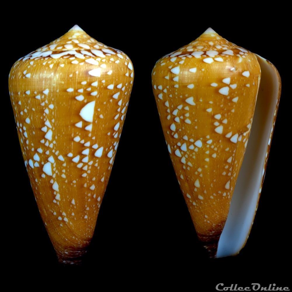 Darioconus crocatus (Lamarck, 1810) coquillage fossile gastropodum darioconus crocatus lamarck 1810