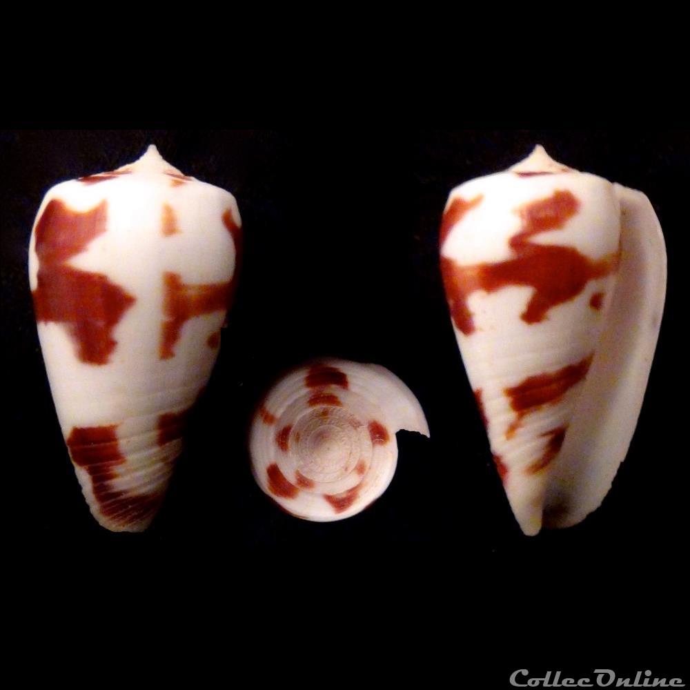 Phasmoconus (Phasmoconus) pica (P. Adams & Reeve, 1848) coquillage fossile gastropodum phasmoconus phasmoconus pica p adams reeve 1848