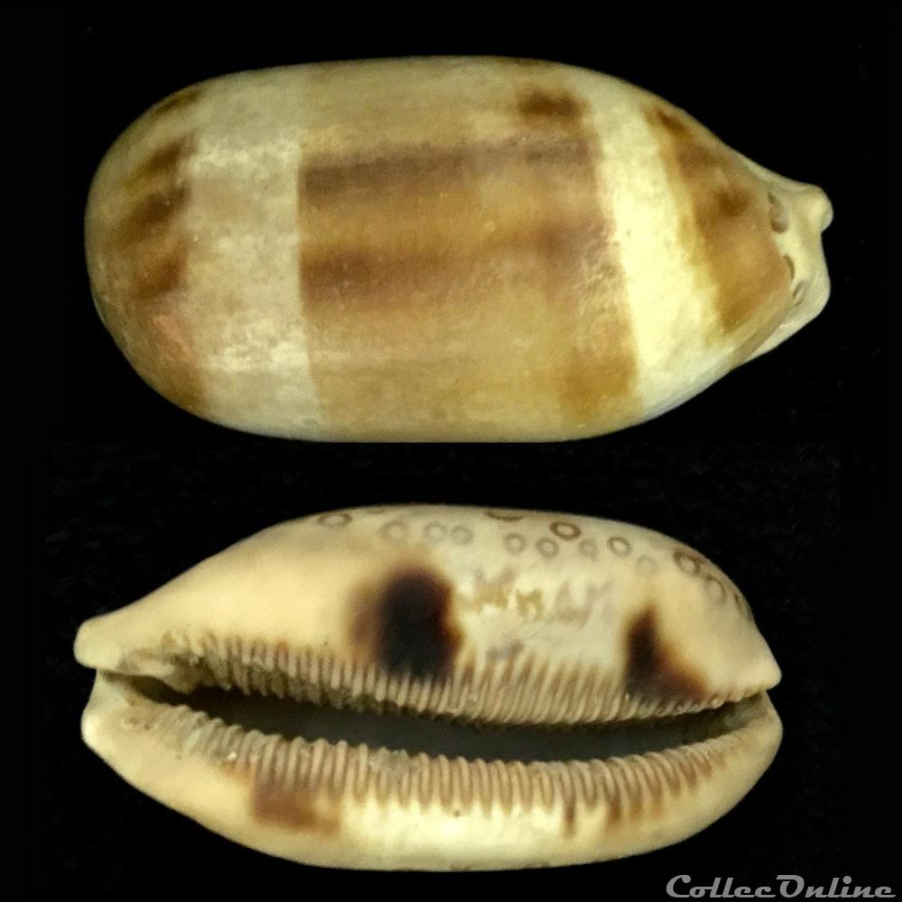 coquillage fossile gastropodum arestorides argus linnaeus 1758