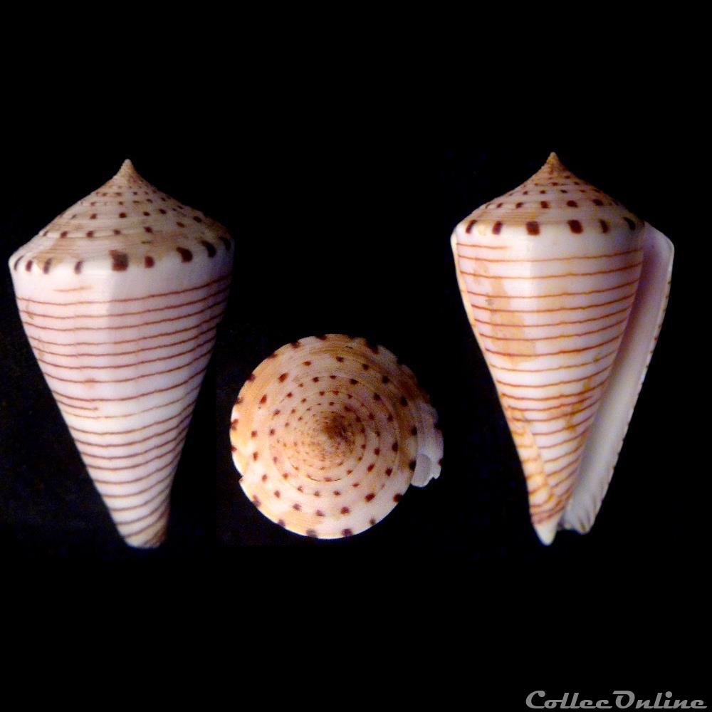 Klemaeconus hirasei (Kuroda, 1956) coquillage fossile gastropodum klemaeconus hirasei kuroda 1956