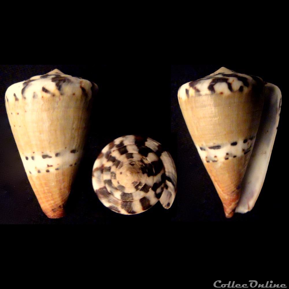 coquillage fossile gastropodum rhizoconus mustelinus hwass in bruguiere 1792 2