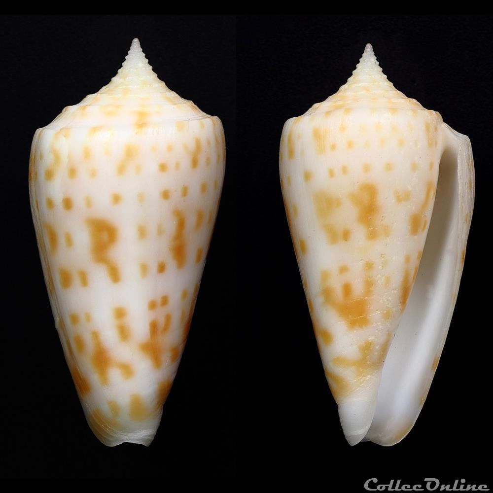 coquillage fossile gastropodum phasmoconus phasmoconus richeri richard moolenbeek 1988