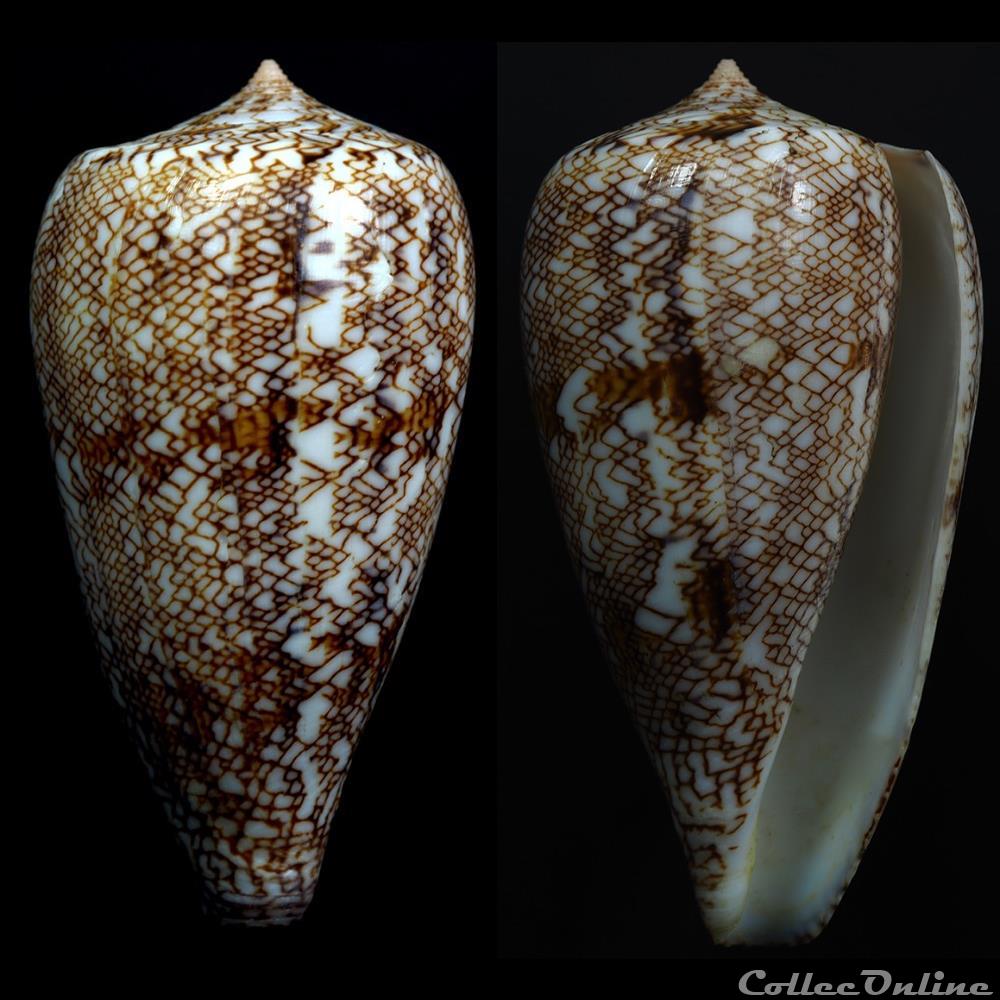Cylindrus abbas (Hwass in Bruguière, 1792) coquillage fossile gastropodum cylindrus abbas hwass in bruguiere 1792