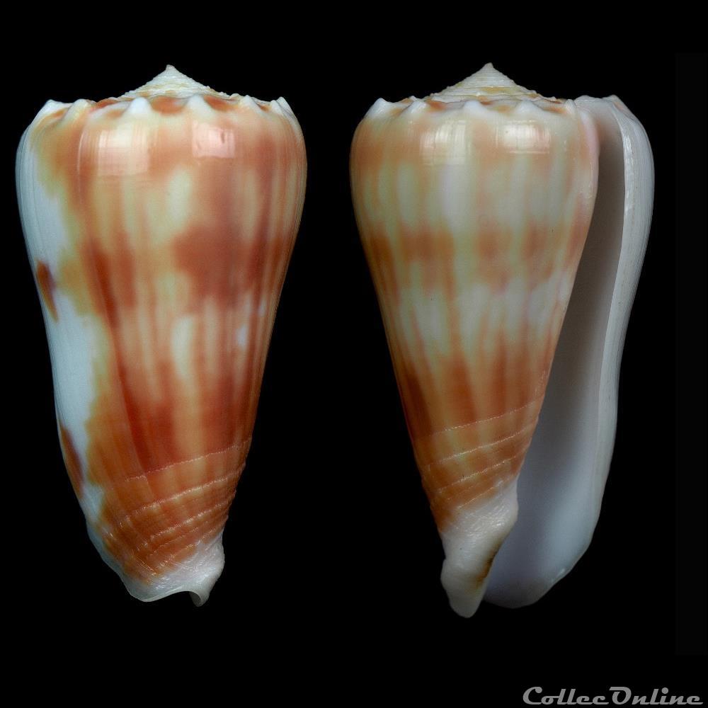 Phasmoconus (Fulgiconus) aff. stainforthi 1 coquillage fossile gastropodum phasmoconus fulgiconus aff stainforthi 1