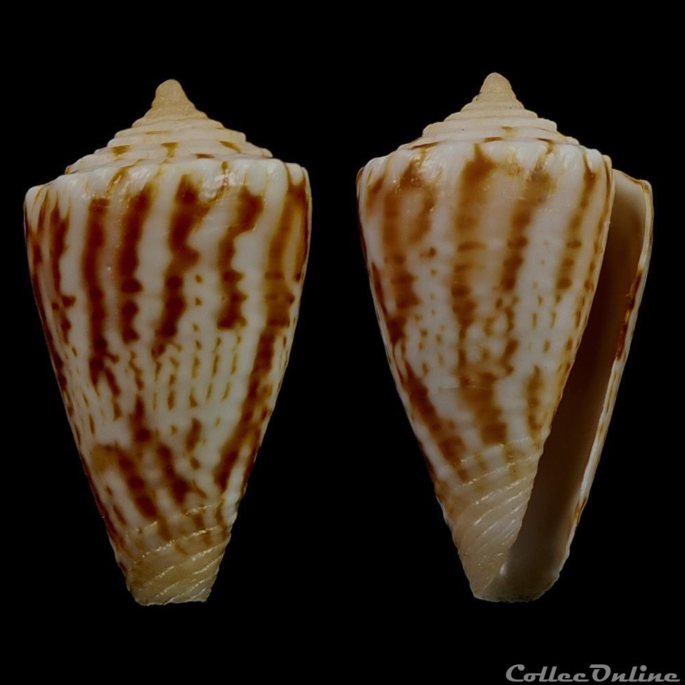 Dauciconus (Purpuriconus) magellanicus (Hwass, 1792) coquillage fossile gastropodum dauciconus purpuriconus magellanicus hwass 1792
