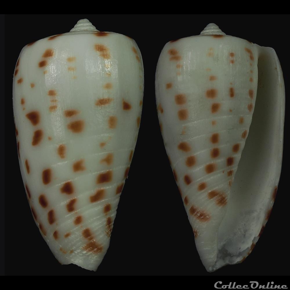 Phasmoconus (Phasmoconus) blanfordianus (Crosse, 1867) coquillage fossile gastropodum phasmoconus phasmoconus blanfordianus crosse 1867