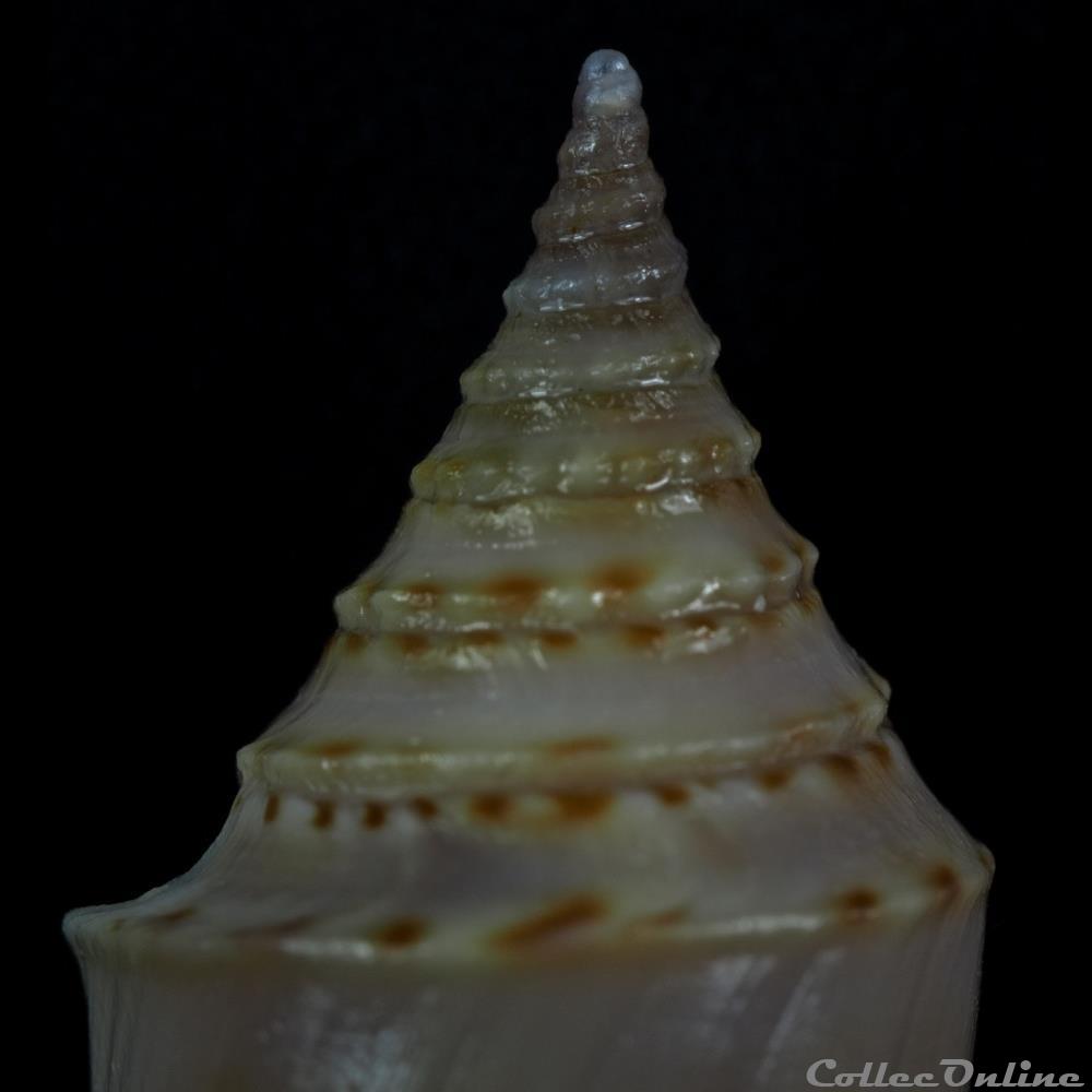 Fusiconus (Fusiconus) ramalhoi (Coomans, Moolenbeek & Wils, 1986) coquillage fossile gastropodum fusiconus fusiconus ramalhoi coomans moolenbeek wils 1986