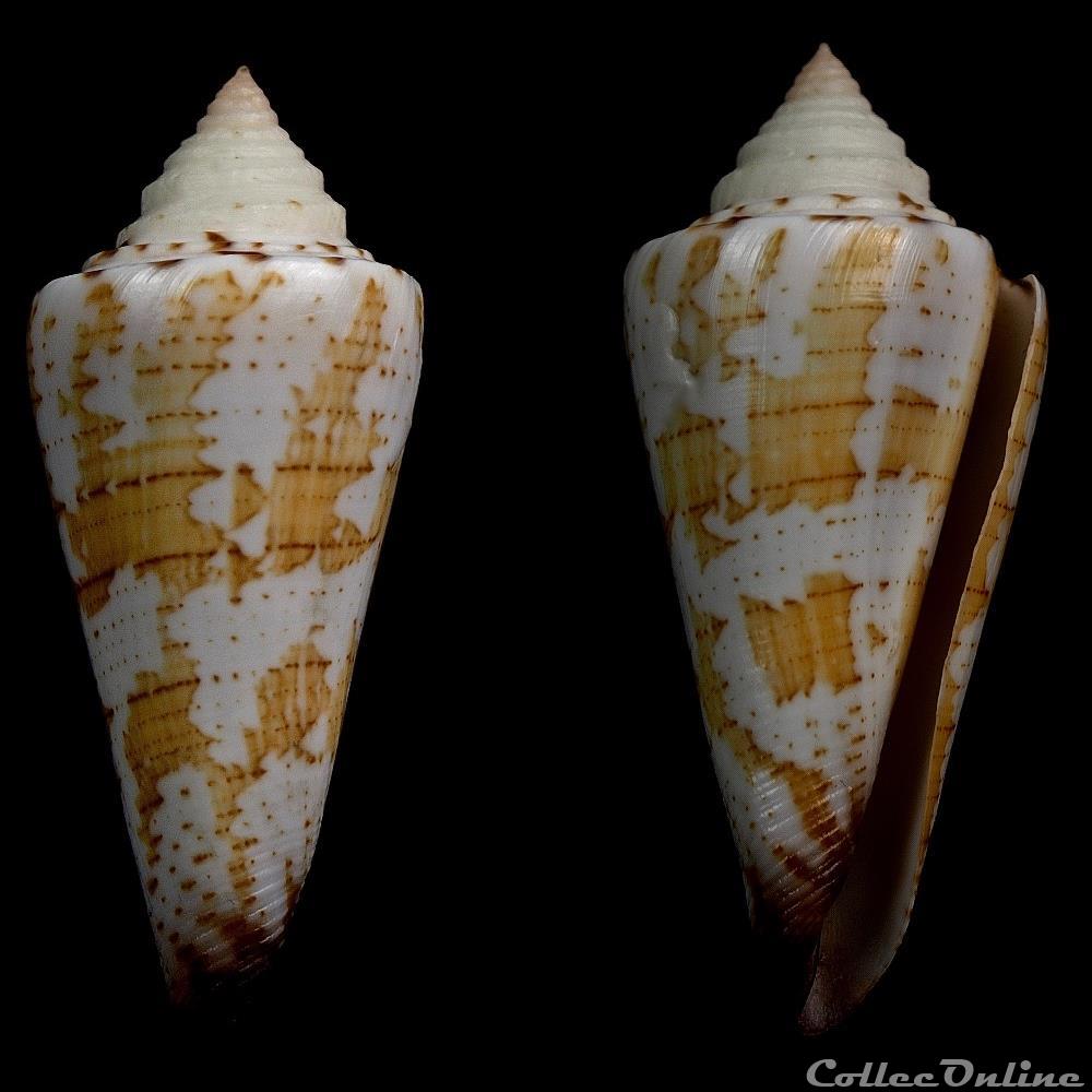coquillage fossile gastropodum strategoconus strategoconus maldivus hwass 1792