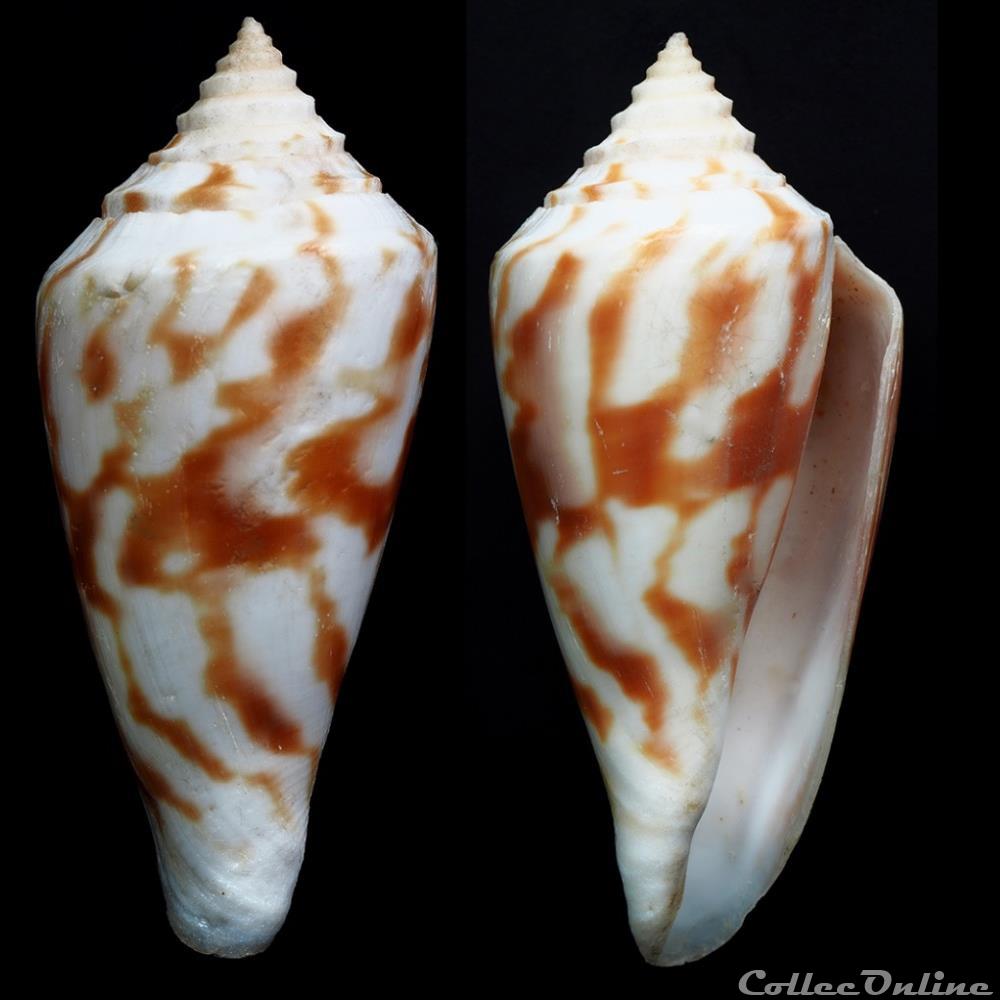 Floraconus gradatulus gradatulus (Weinkauff, 1875) coquillage fossile gastropodum floraconus gradatulus gradatulus weinkauff 1875