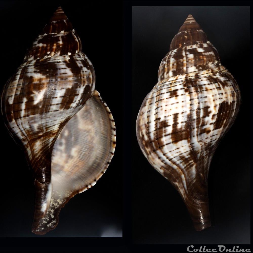 Fasciolaria tulipa (Linnaeus, 1758) coquillage fossile gastropodum fasciolaria tulipa linnaeus 1758