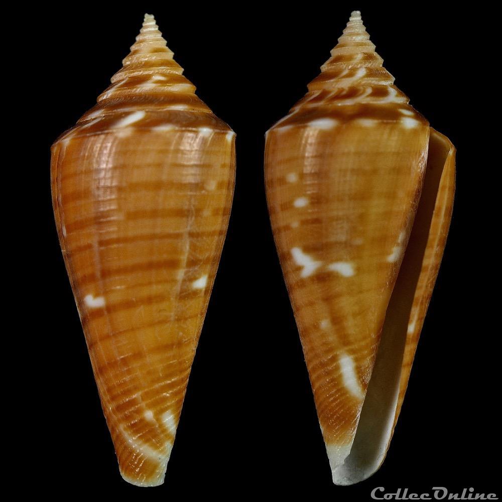 Dauciconus (Dauciconus) scalaris (Valenciennes, 1832) coquillage fossile gastropodum dauciconus dauciconus scalaris valenciennes 1832