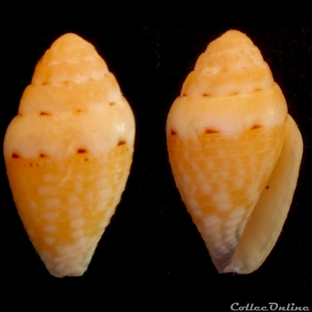 coquillage fossile gastropodum pseudolilliconus traillii a adams 1855