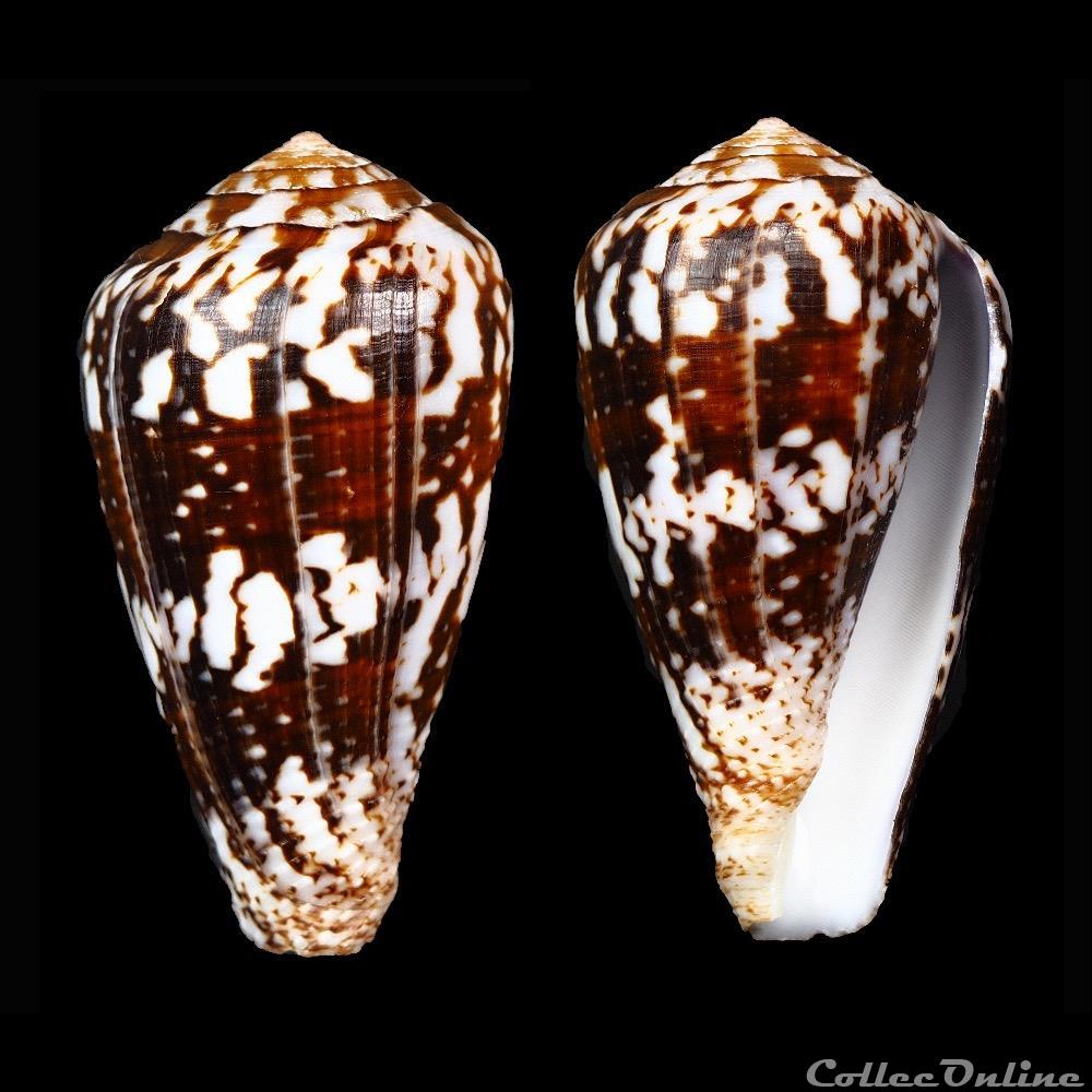Chelyconus ermineus inquinatus (Reeve, 1849 coquillage fossile gastropodum chelyconus ermineus inquinatus reeve 1849