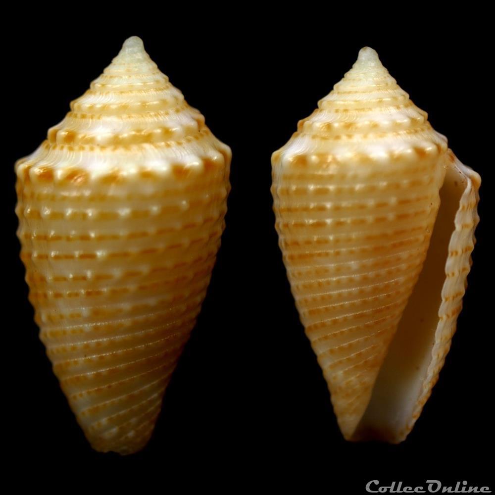 Ximeniconus (Jaspidiconus) henckesi (Coltro, 2004) coquillage fossile gastropodum ximeniconus jaspidiconus henckesi coltro 2004
