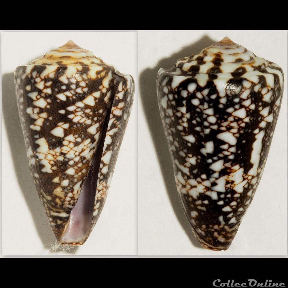 Leptoconus locumtenens (Blumenbach, 1791)) coquillage fossile gastropodum leptoconus locumtenens blumenbach 1791