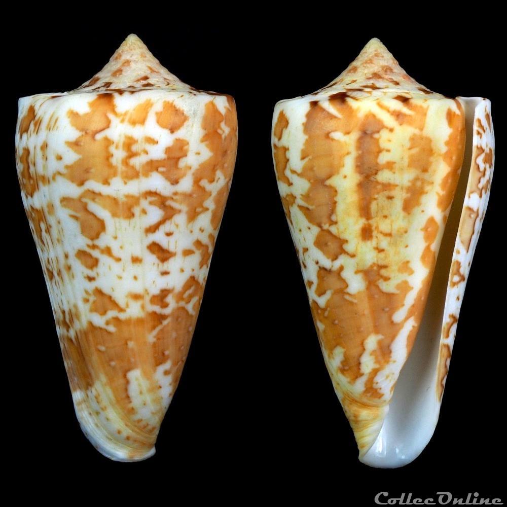 Tenorioconus archon (Broderip, 1833) coquillage fossile gastropodum tenorioconus archon broderip 1833