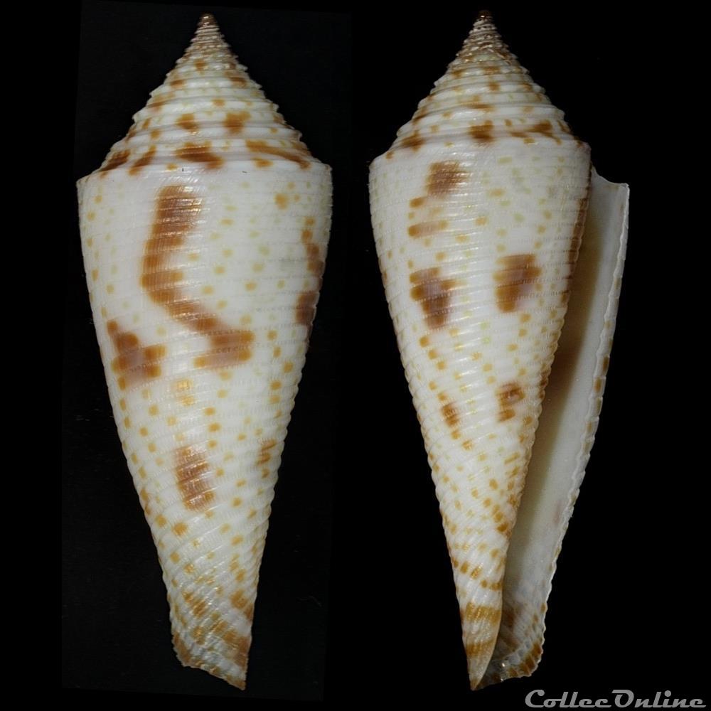 coquillage fossile gastropodum fusiconus fusiconus hopwoodi tomlin 1937