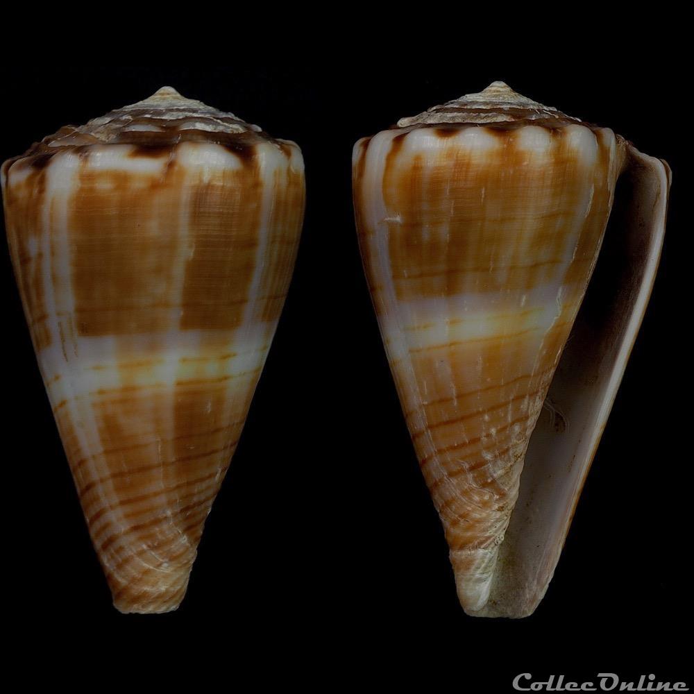 Monteiroconus gladiator (Broderip, 1833) coquillage fossile gastropodum monteiroconus gladiator broderip 1833