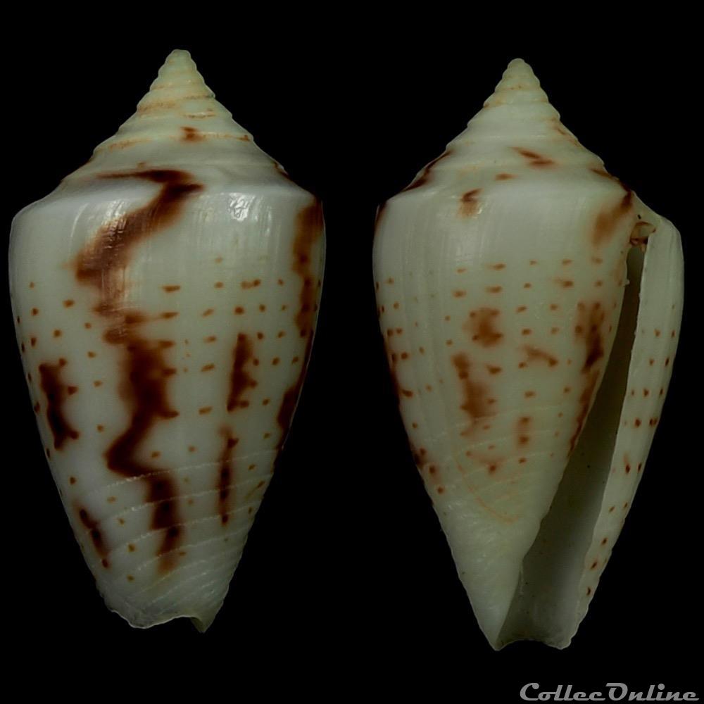 Ximeniconus (Perplexiconus) wendrosi (Tenorio & Afonso, 2013) coquillage fossile gastropodum ximeniconus perplexiconus wendrosi tenorio afonso 2013