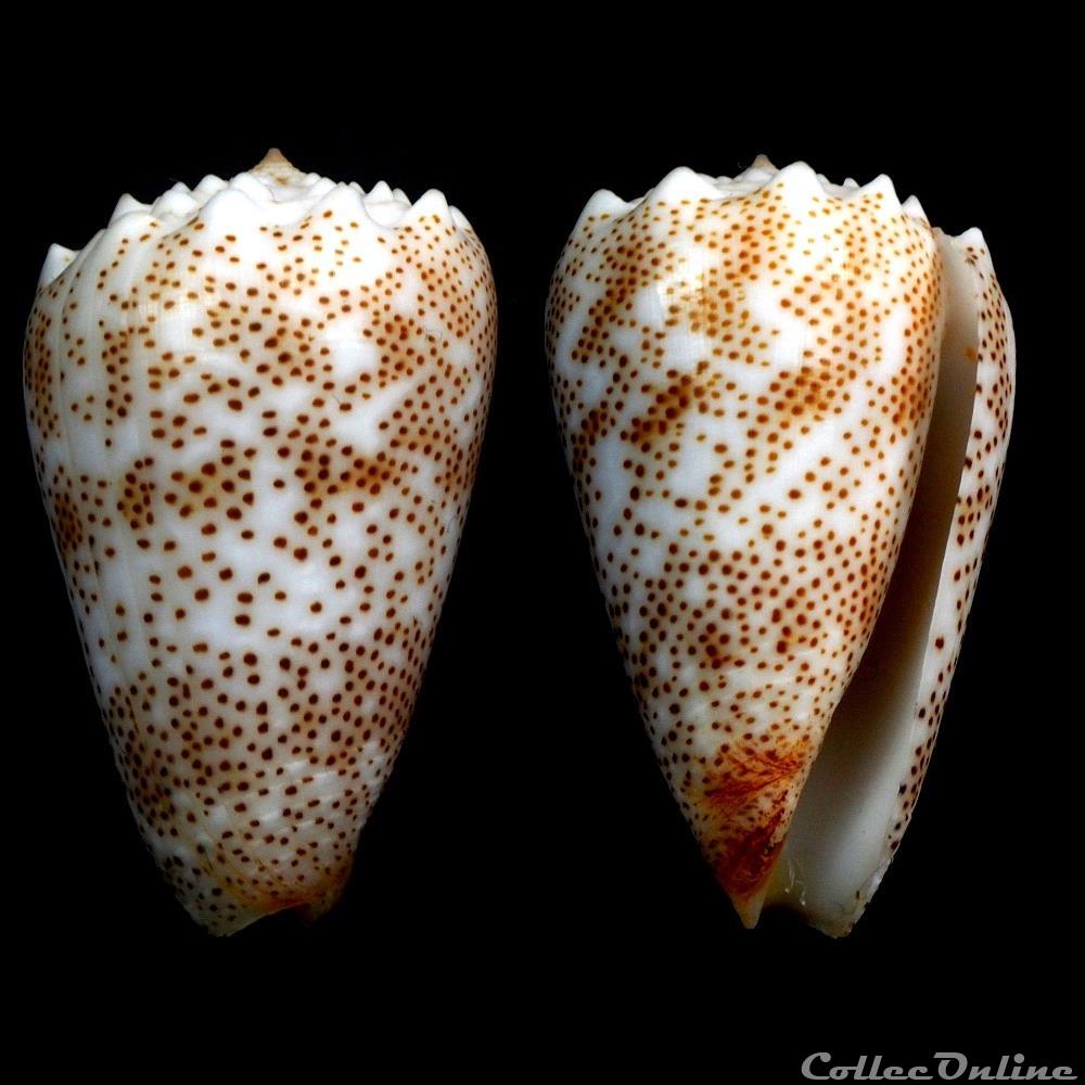 Puncticulis arenatus aequipunctatus (Dautzenberg, 1937) coquillage fossile gastropodum puncticulis arenatus aequipunctatus dautzenberg 1937