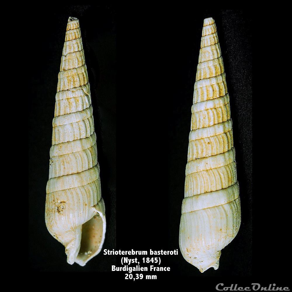 Strioterebrum basteroti (Nyst,1845) coquillage fossile invertebre strioterebrum basteroti nyst 1845