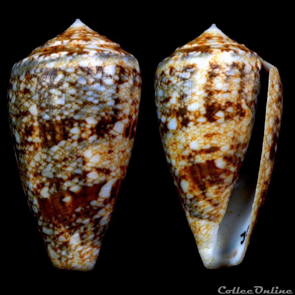 coquillage fossile gastropodum cylindrus victoriae reeve 1843