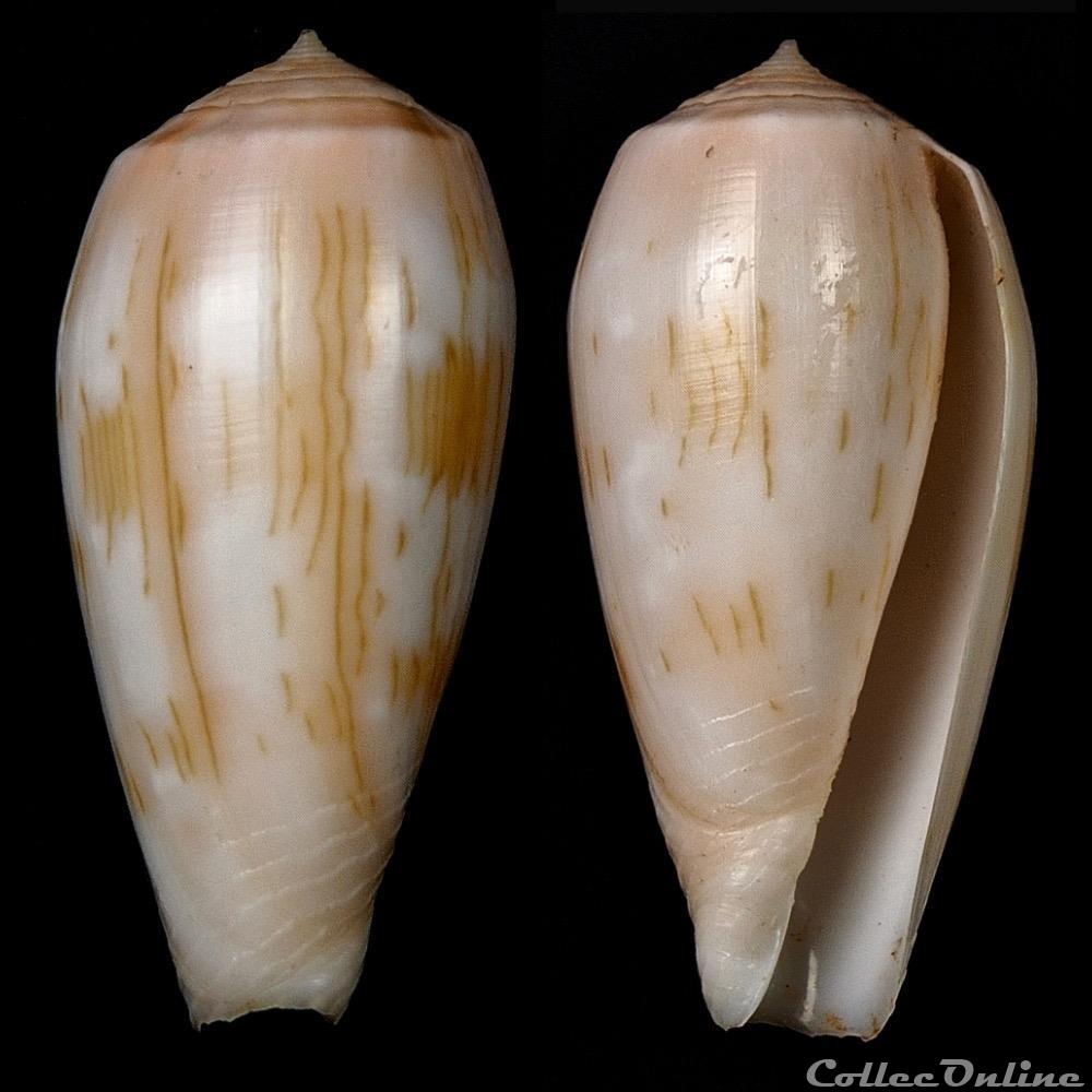 Textilia Julii (Liénard, 1870) coquillage fossile gastropodum textilia julii lienard 1870