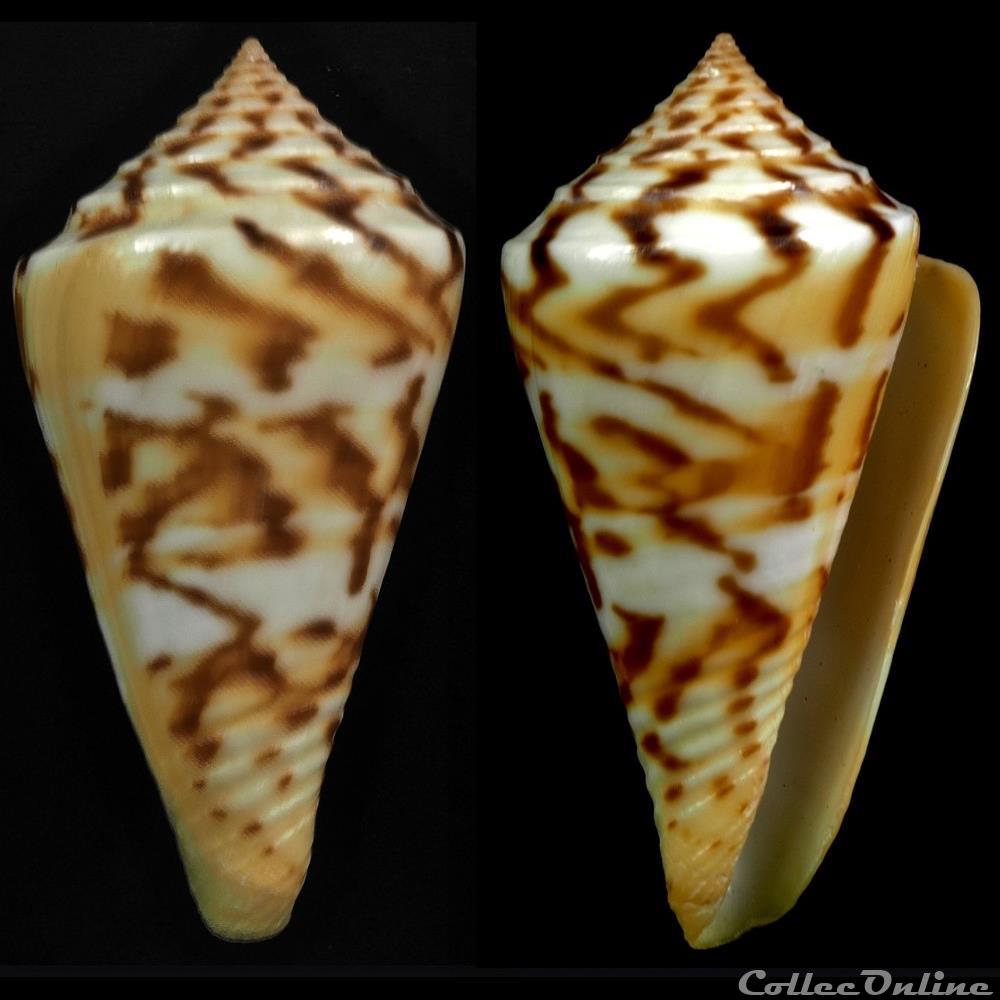 Kohniconus centurio (Born, 1778) coquillage fossile gastropodum kohniconus centurio born 1778