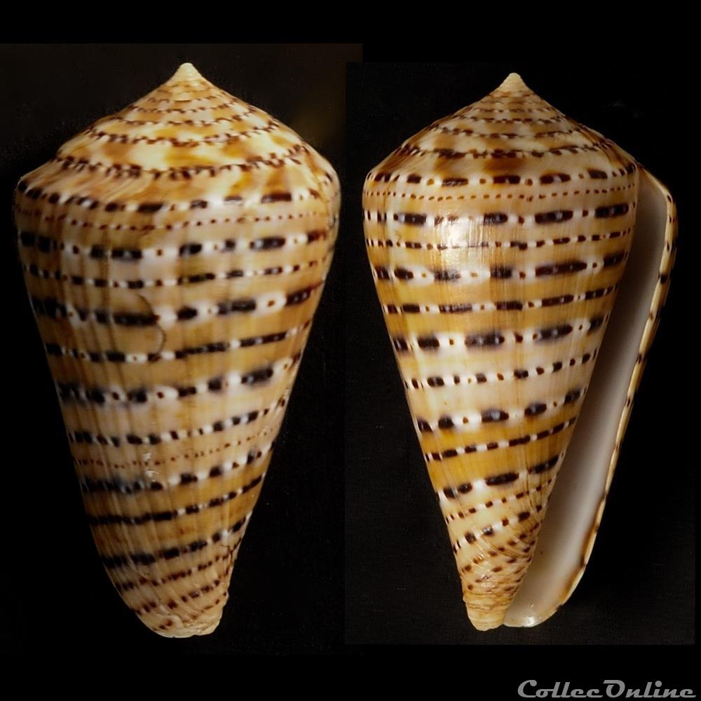coquillage fossile gastropodum kalloconus genuanocpnus genuanus linnaeus 1758