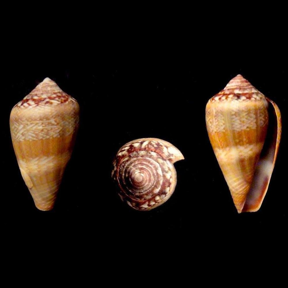 coquillage fossile gastropodum lautoconus lautoconus cacao ferrario ferrario 1983