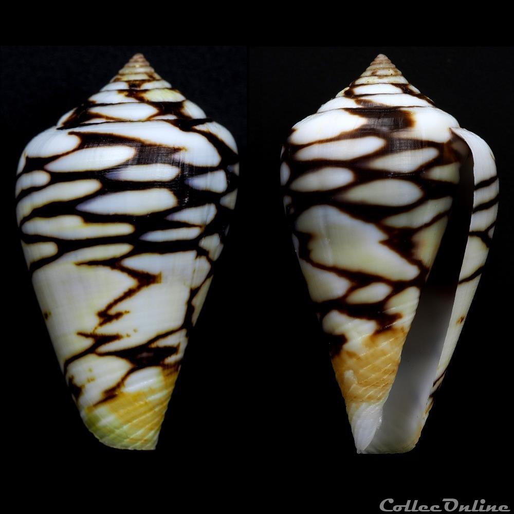 Lautoconus (Lautoconus) mercator (Linnaeus, 1758) coquillage fossile gastropodum lautoconus lautoconus mercator linnaeus 1758