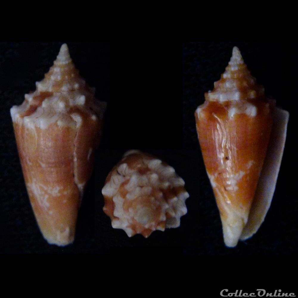 coquillage fossile gastropodum stephanoconus taranteconus polongimarumai kosuge 1980