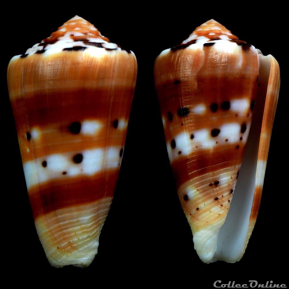 Pionoconus barthelemyi (Bernardi, 1861) coquillage fossile gastropodum pionoconus barthelemyi bernardi 1861