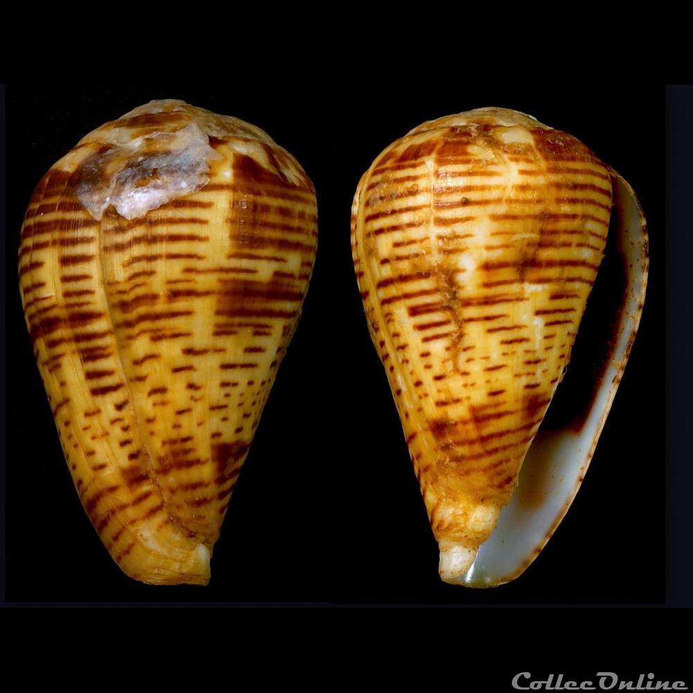 Lautoconus (Varioconus) fuscolineatus (Sowerby III, 1905) coquillage fossile gastropodum lautoconus varioconus fuscolineatus sowerby iii 1905