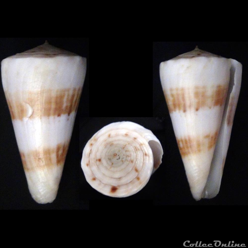 coquillage fossile gastropodum kioconus kioconus tribblei walls 1977