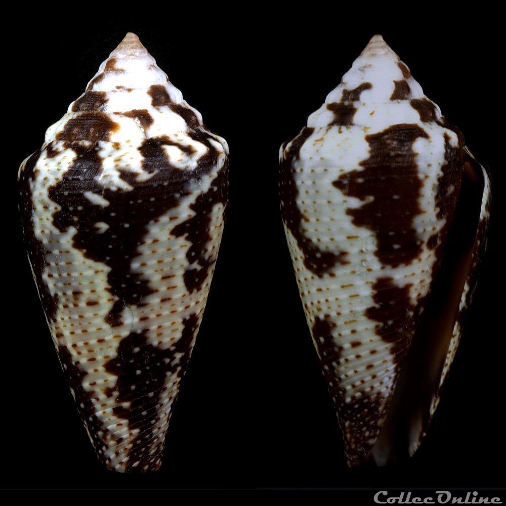 Tenorioconus curassaviensis (Hwass in Bruguière, 1792) coquillage fossile gastropodum tenorioconus curassaviensis hwass in bruguiere 1792