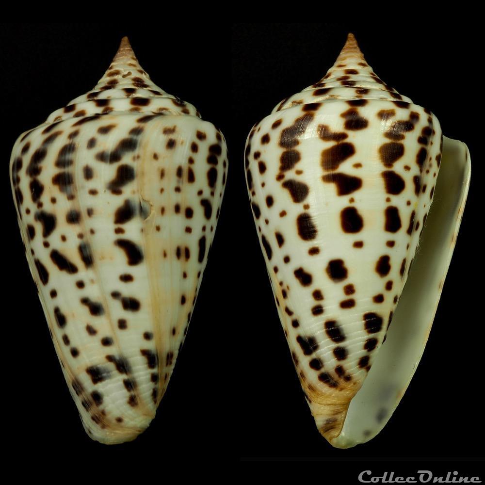 Lindaconus baylei (Jousseaume, 1872) coquillage fossile gastropodum lindaconus baylei jousseaume 1872