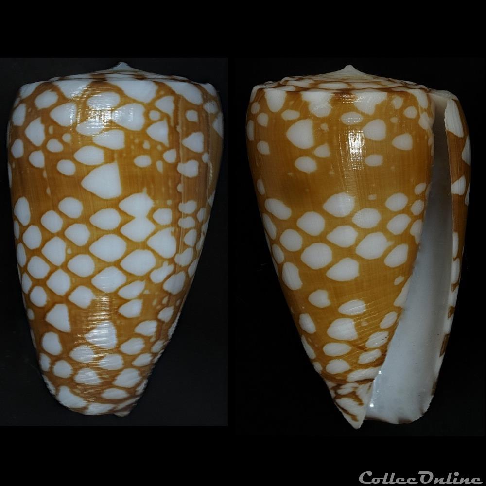 Eugeniconus cordigera (Sowerby II, 1866) coquillage fossile gastropodum eugeniconus cordigera sowerby ii 1866