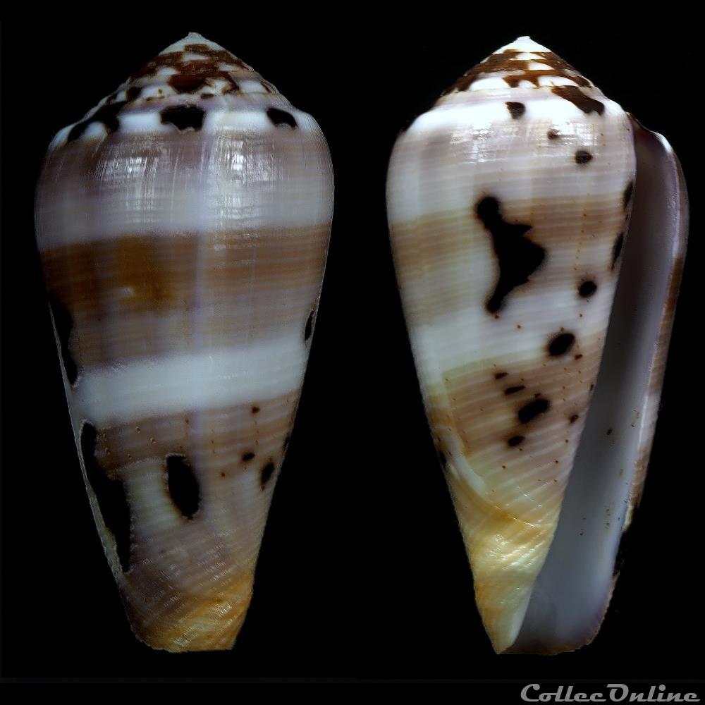 Pionoconus circumcisus (Born, 1778) coquillage fossile gastropodum pionoconus circumcisus born 1778