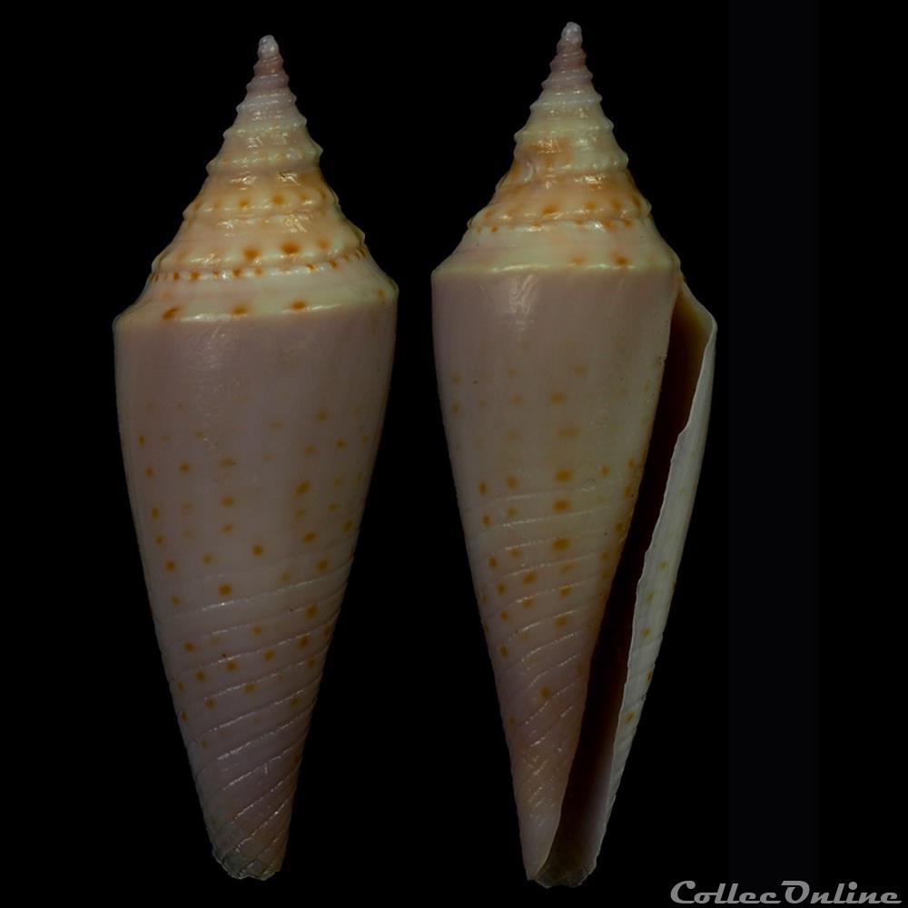 Fusiconus (Fusiconus) ramalhoi (Coomans, Moolenbeek & Wils, 1986) coquillage fossile gastropodum fusiconus fusiconus ramalhoi coomans moolenbeek wils 1986