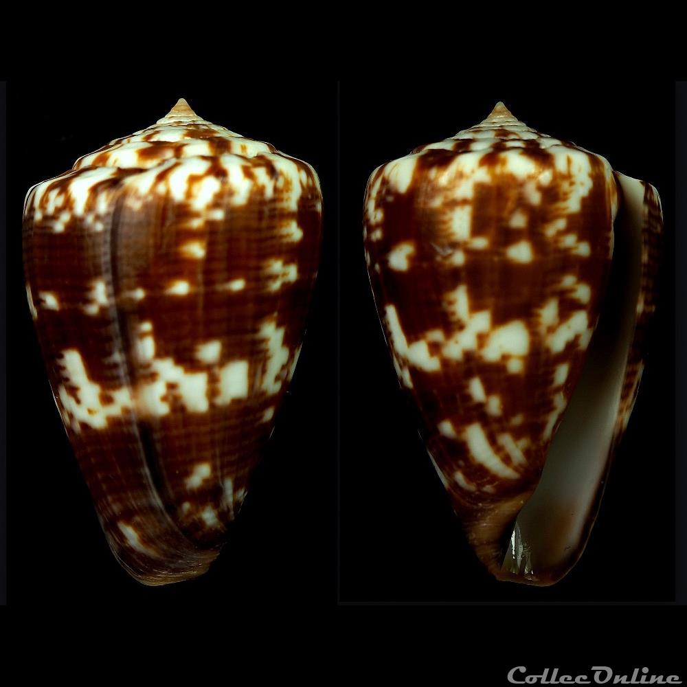 coquillage fossile gastropodum kalloconus kalloconus venulatus hwass in bruguiere 1792