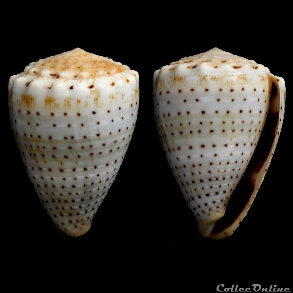 Virroconus (Miliariconus) abbreviatus (Reeve, 1843) coquillage fossile gastropodum virroconus miliariconus abbreviatus reeve 1843