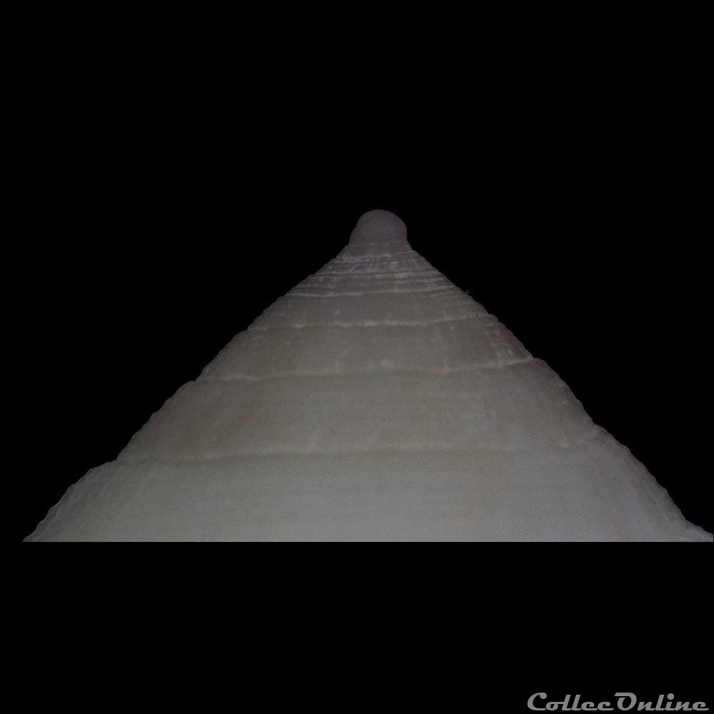 Floraconus (Floraconus) cocceus (Reeve, 1844) coquillage fossile gastropodum floraconus floraconus cocceus reeve 1844