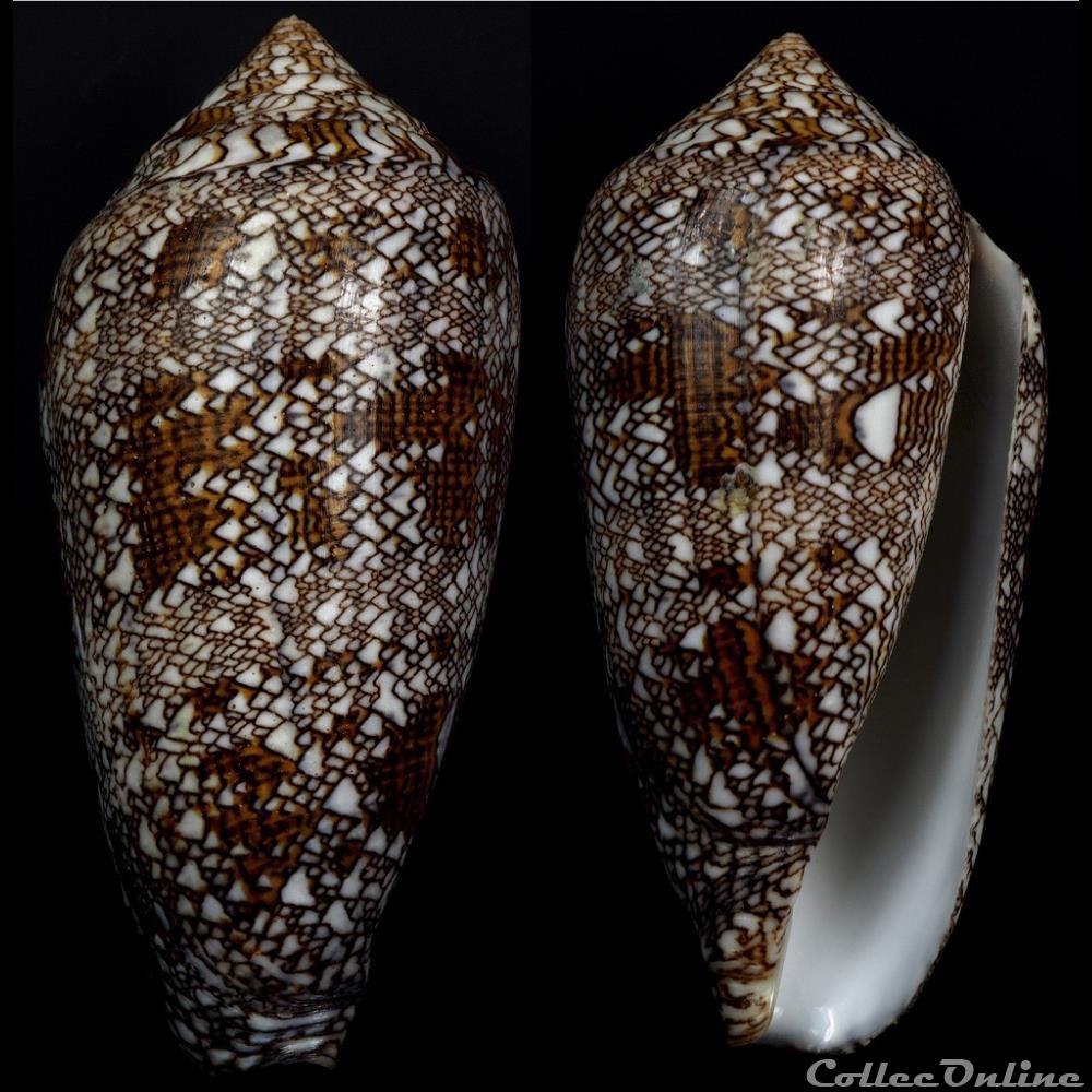 Cylindrus textile (Linnaeus, 1758) coquillage fossile gastropodum cylindrus textile linnaeus 1758