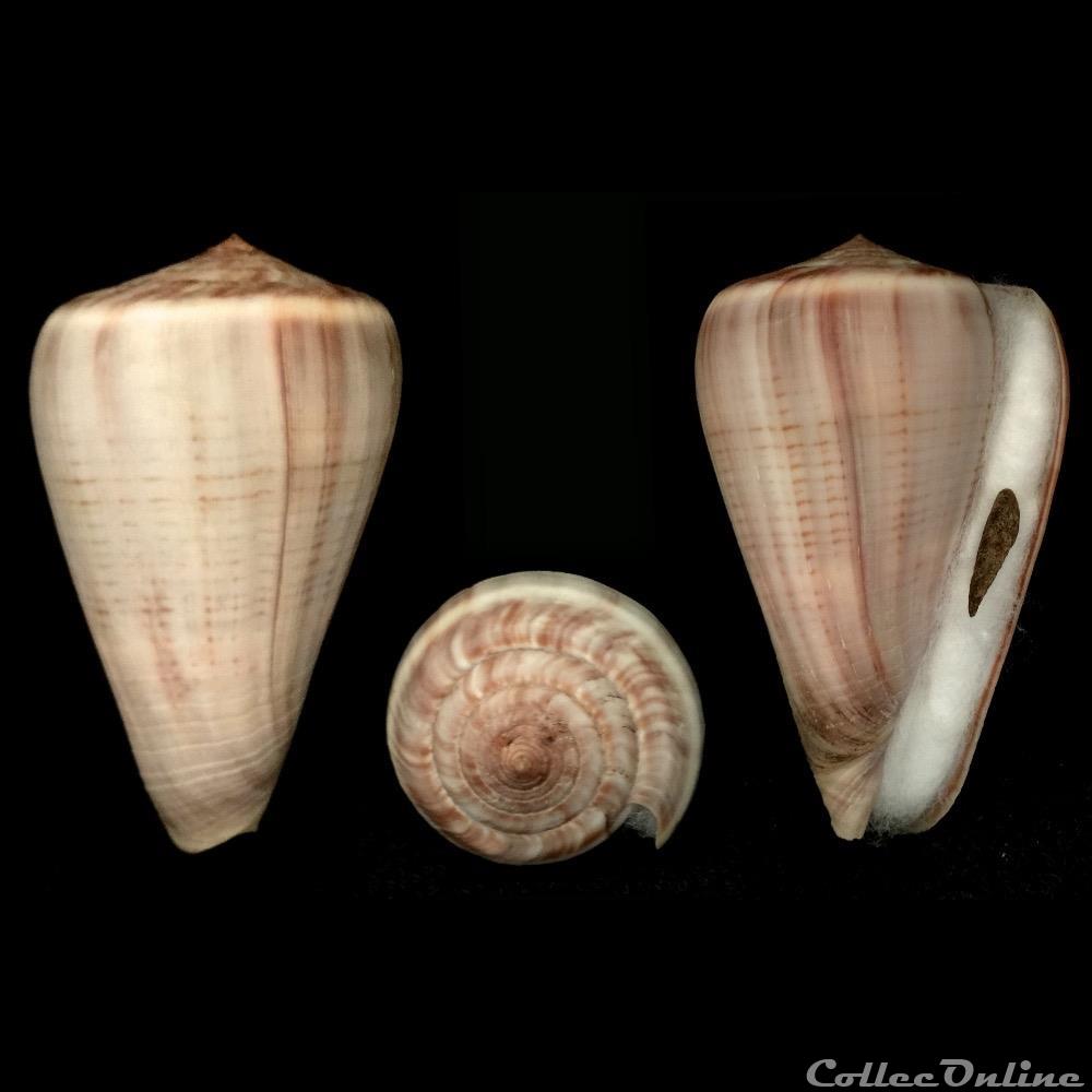 Dendroconus loroisii (Kiener, 1845) coquillage fossile gastropodum dendroconus loroisii kiener 1845