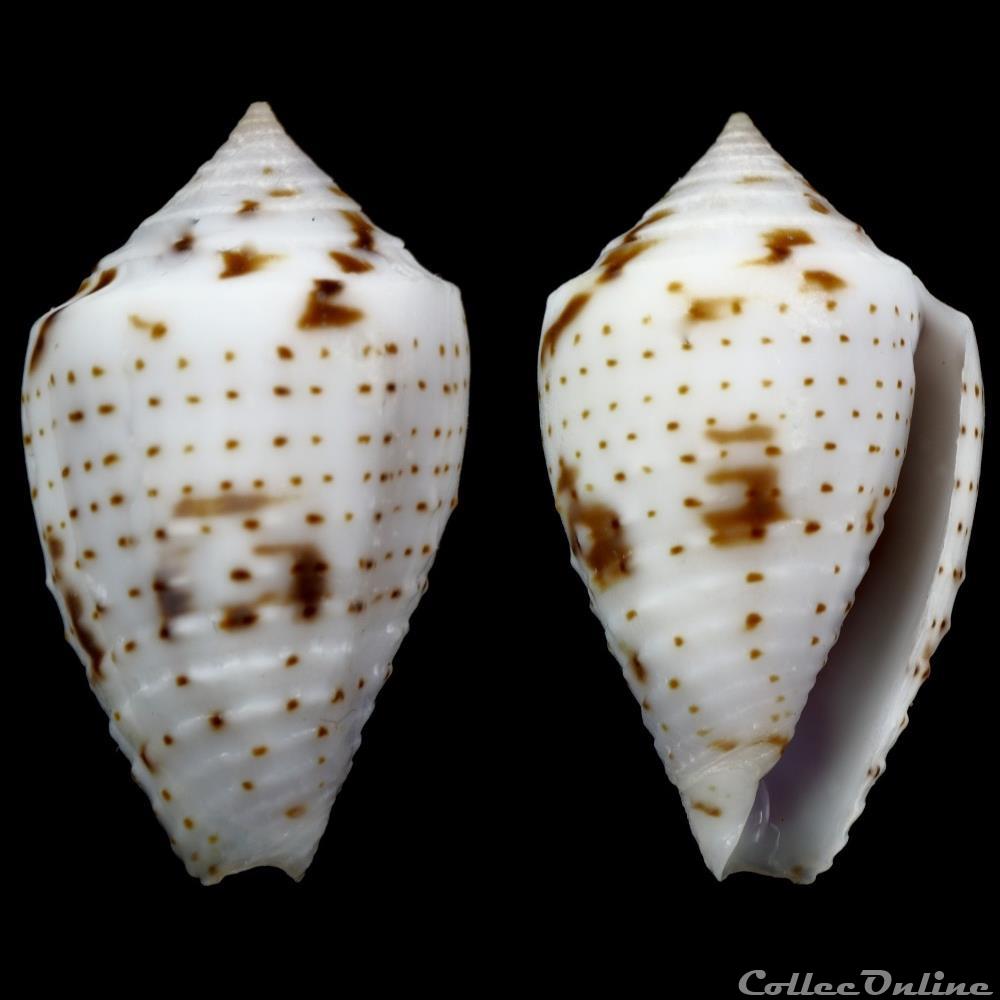 Ximeniconus (Perplexiconus) puncticulatus cardonensis (Vink, 1990) coquillage fossile gastropodum ximeniconus perplexiconus puncticulatus cardonensis vink 1990