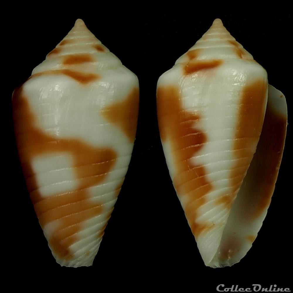 Ximeniconus (Jaspidiconus) roatanensis Petuch & Sargent, 2011 coquillage fossile gastropodum ximeniconus jaspidiconus roatanensis petuch sargent 2011