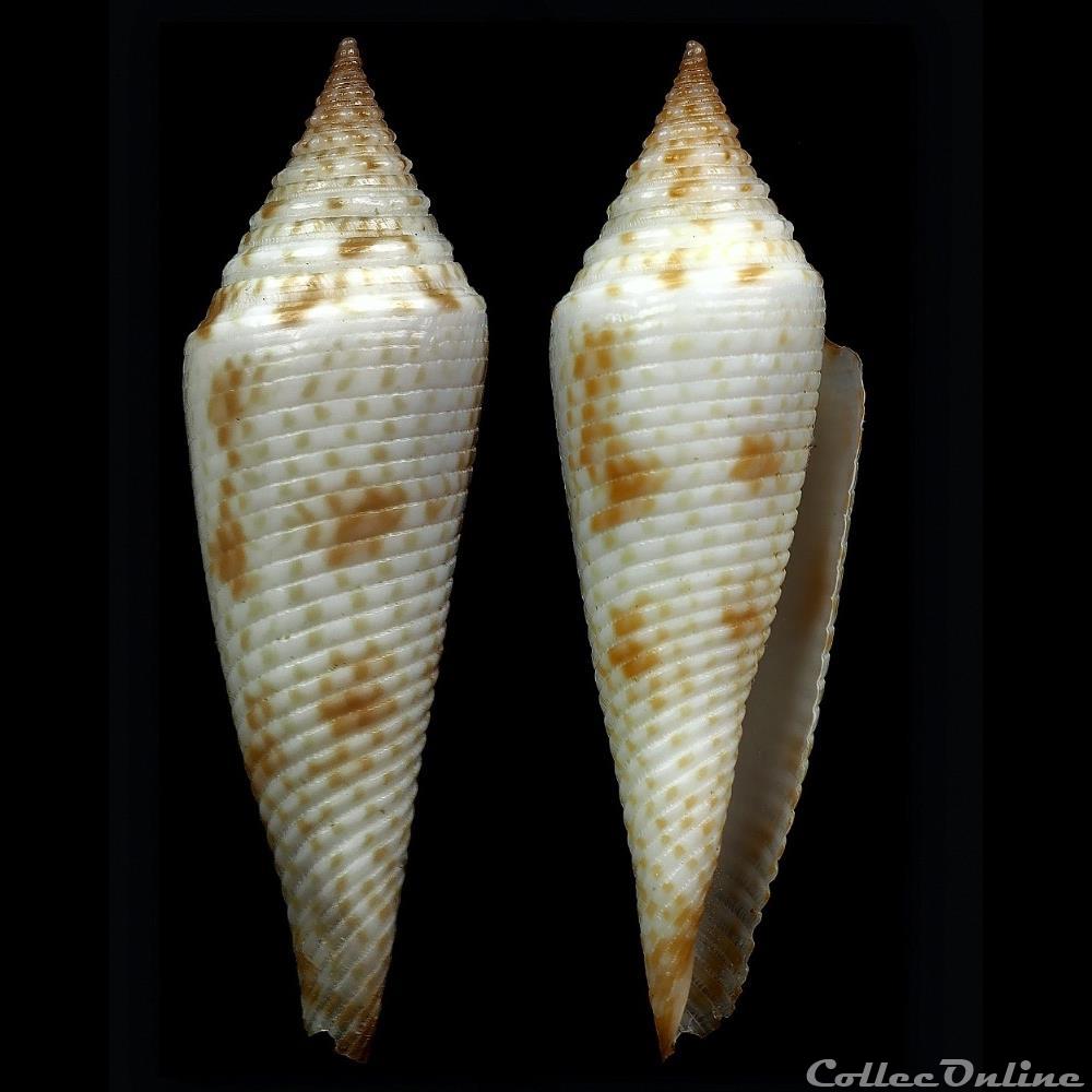 coquillage fossile gastropodum fusiconus fusiconus hopwoodi tomlin 1937